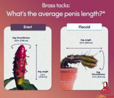 Flaccid | What Is the Average Penis Size? Facts and Myths Explained - Penis of blood VS penis of flesh: can we guess the size of the penis?